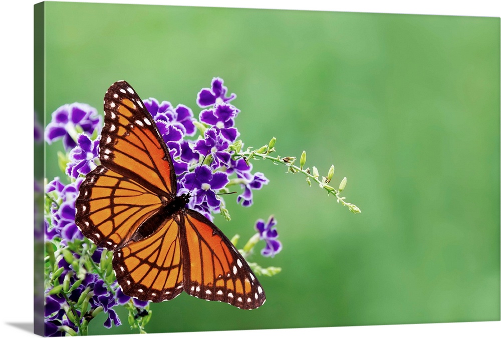 Viceroy butterfly on blue flowers.