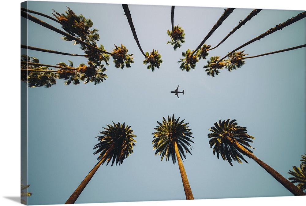 View of palm trees, sky, and aircraft flying.