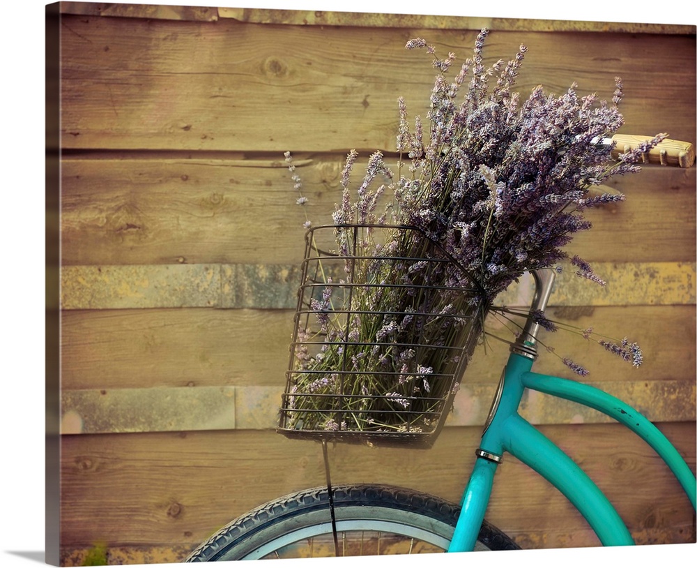 Vintage Bicycle With Basket Holding Lavender.