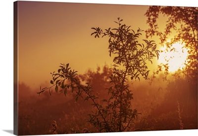 Vintage Landscape With Tree Branches At A Misty Autumn Sunrise