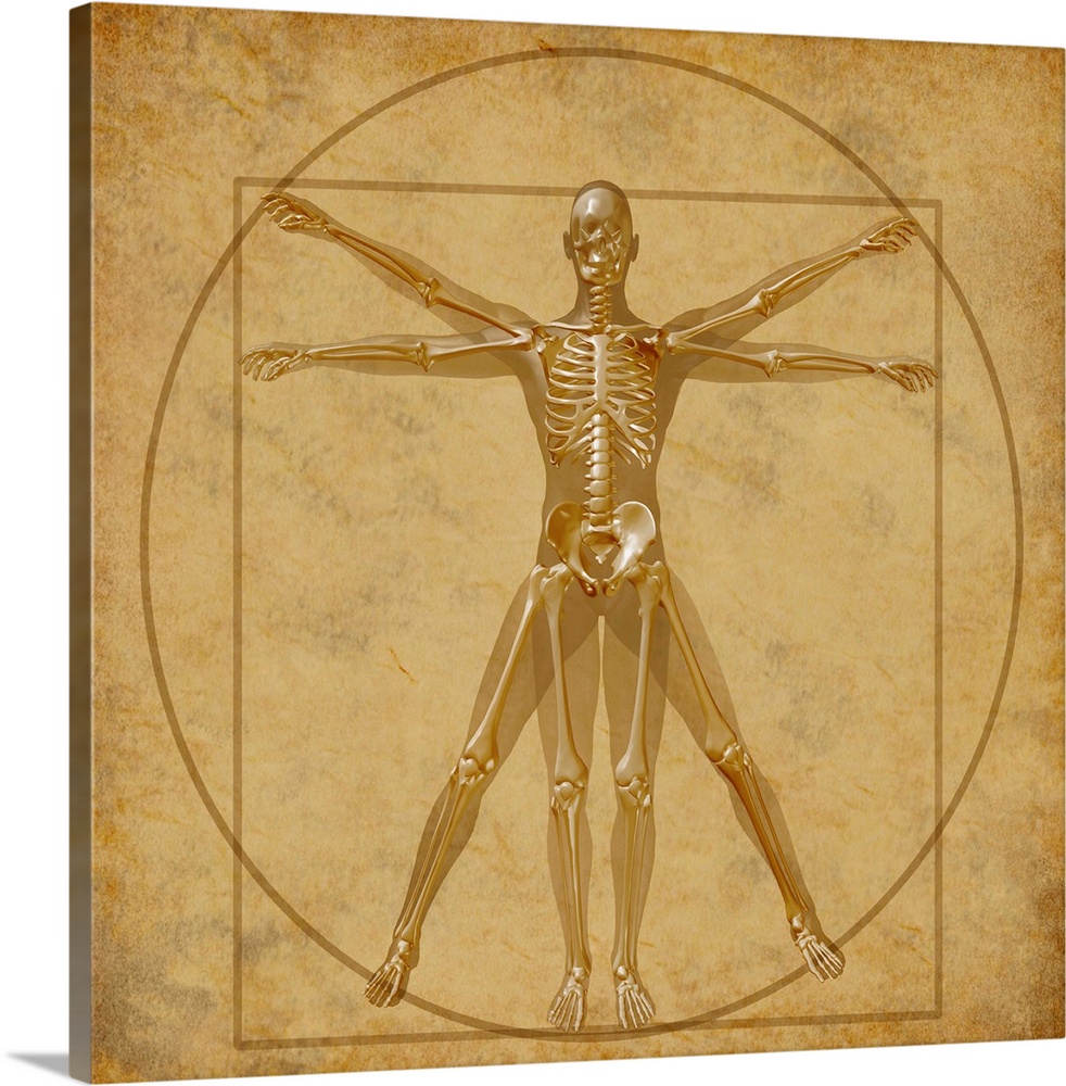 vitruvian human diagram grunge medical chart