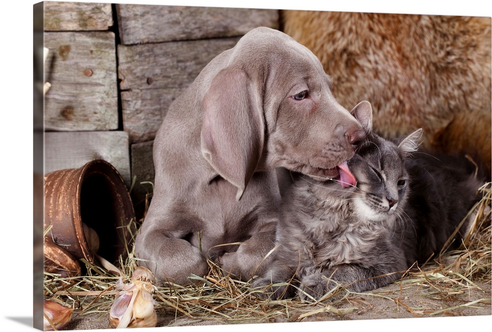 Weimaraner puppy licking a kitten