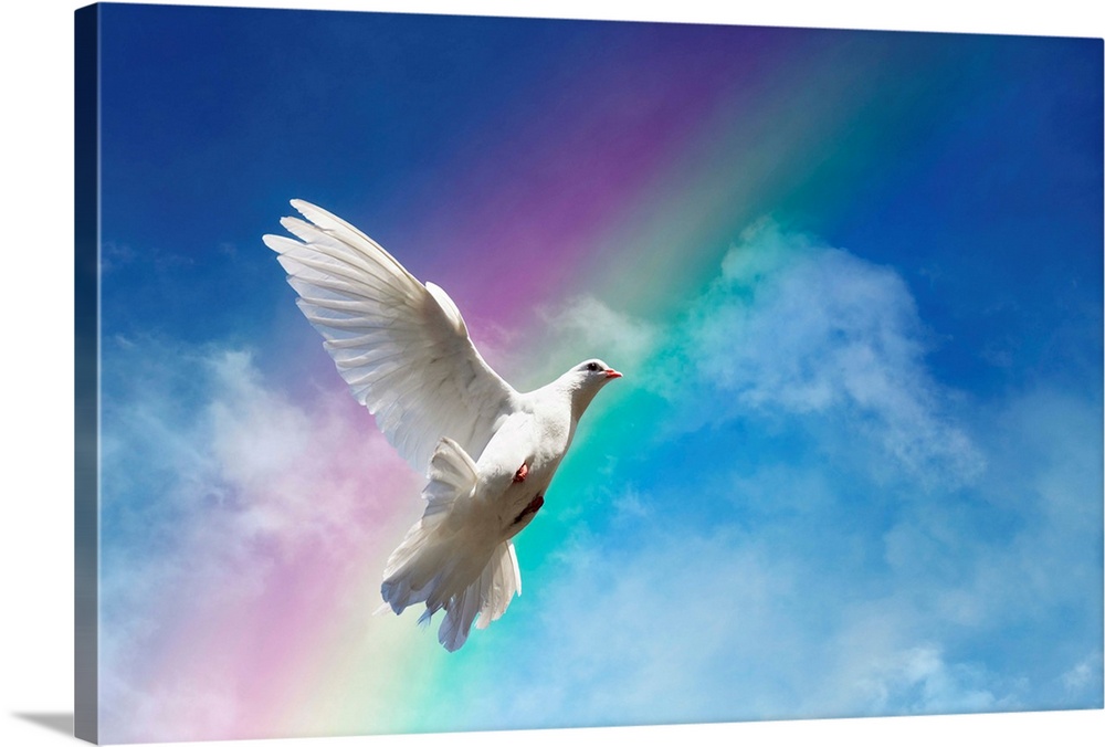 White dove against clouds and rainbow.
