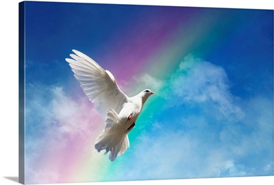 White dove against clouds and rainbow