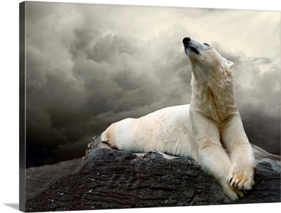 White Polar Bear Hunter laying on rocks
