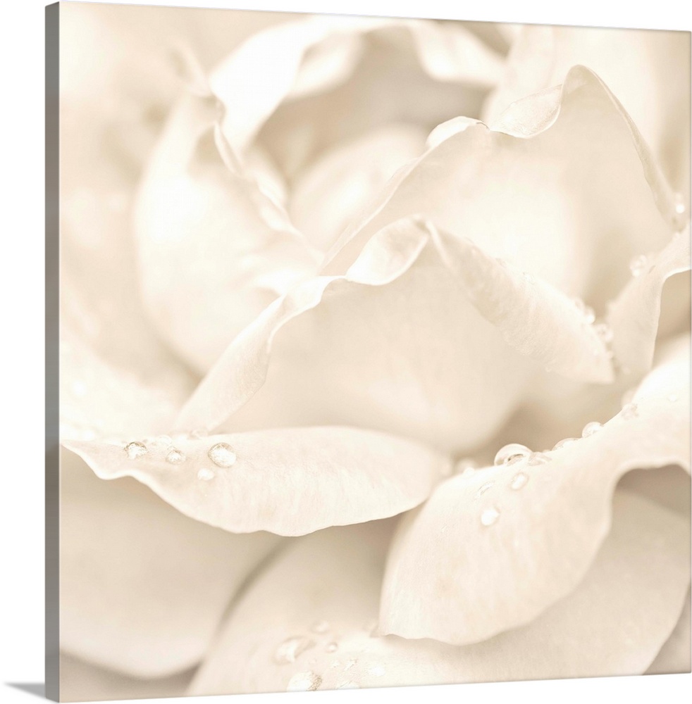 Abstract Macro Shot Of Beautiful Cream Rose Flower With Water Drops. Floral Background