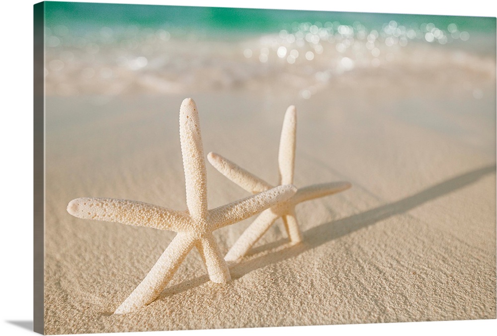 white starfish on white sand beach.
