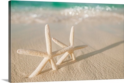 white starfish on white sand beach