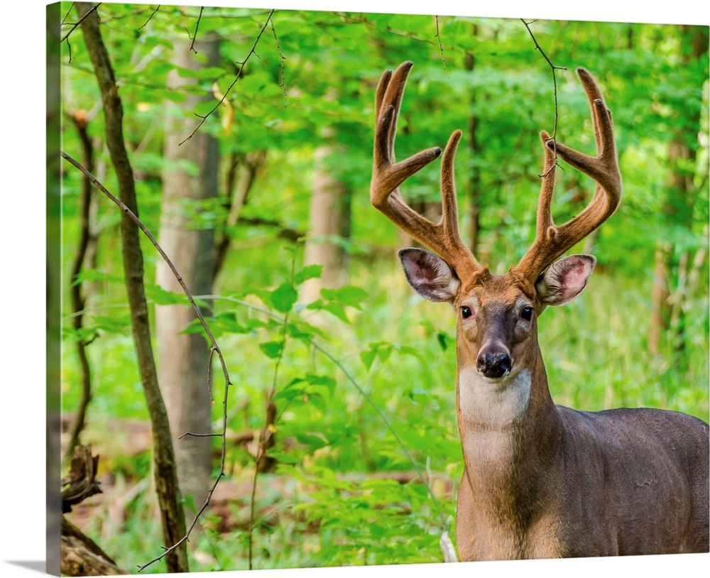 Whitetail Deer Buck In Velvet standing in the woods.
