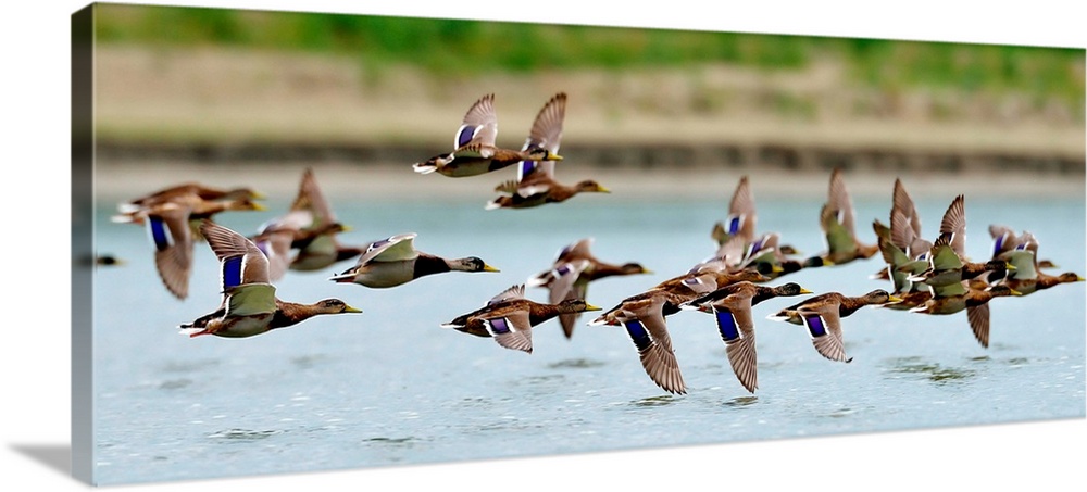 Wild ducks flying over a lake.