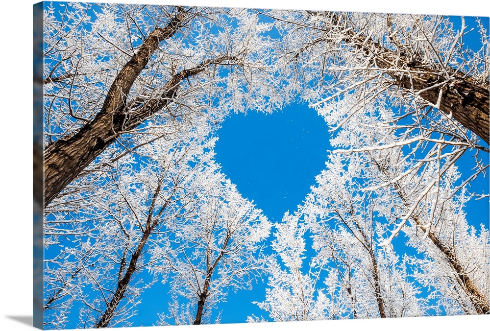Winter landscape, branches forming a heart shape