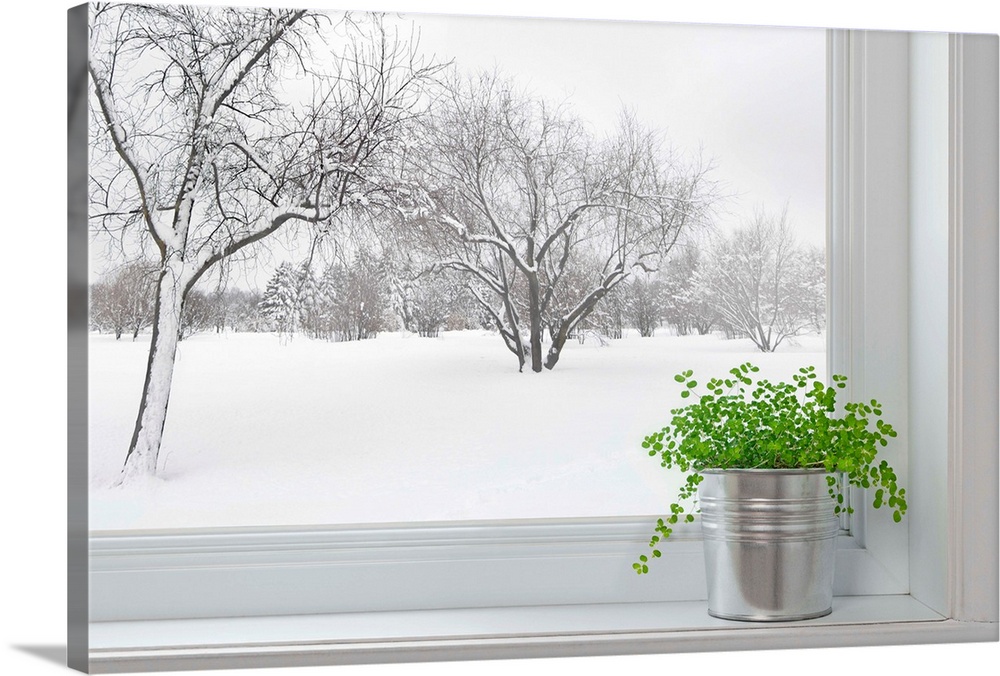 Winter Landscape Seen Through The Window, And Green Plant