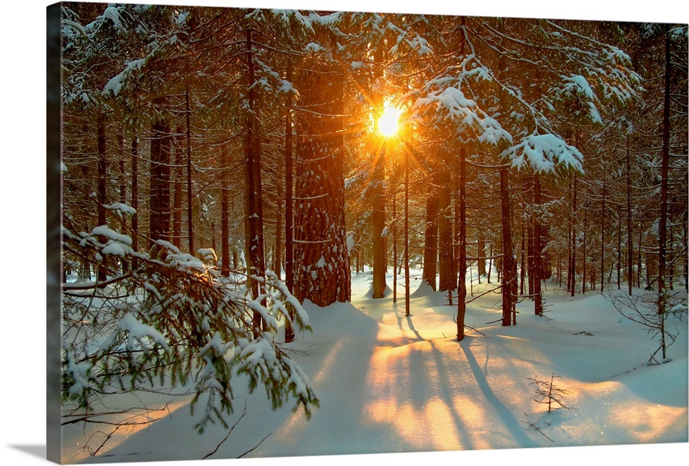 Winter landscape with setting sun shining through forest trees