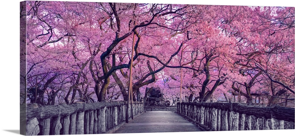Beautiful pink cherry trees blooming extravagantly at the end of a wooden bridge in park, japan, spring scenery of Japanes...