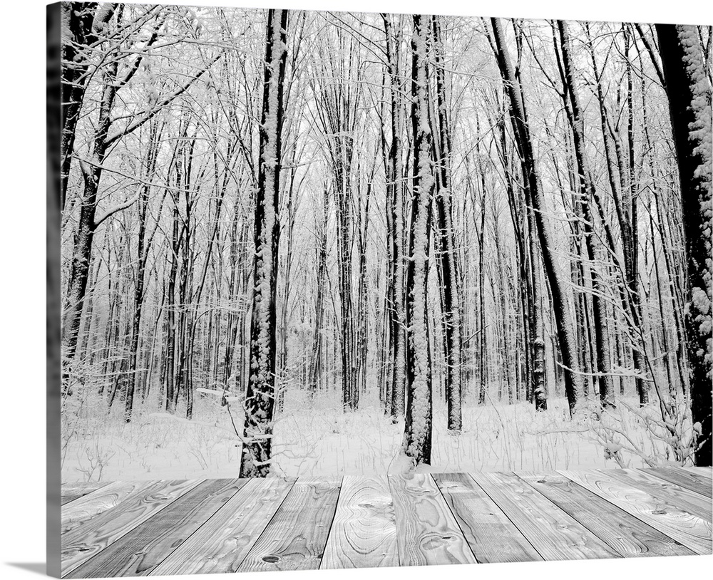 wood textured backgrounds in a room interior on the forest winter backgrounds. white and black