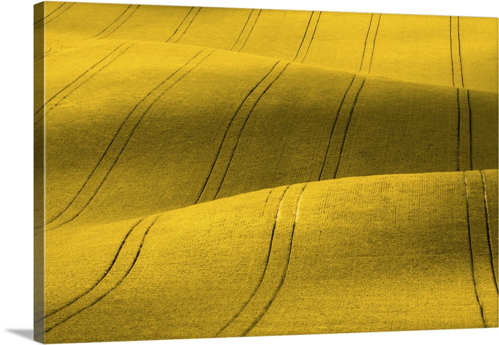 Yellow Rapeseed Field With Stripes In A Wavy Abstract Pattern