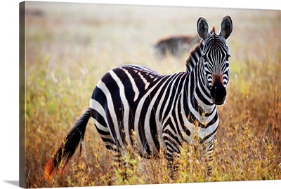 Zebra portrait on African savanna