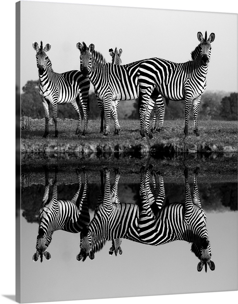 Zebra With Water Reflection