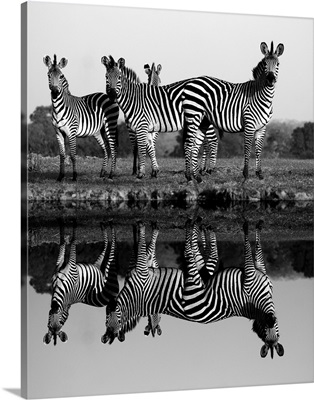 Zebras and their Reflections - black and white photograph