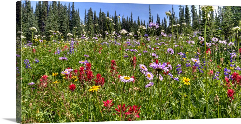 A beautiful alpine meadow of wild flowers located high in the Canadian Rocky Mountains.