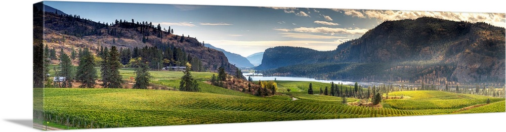 A rolling vineyard with beautiful mountains and landscape located in the Okanagan Valley, Canada.