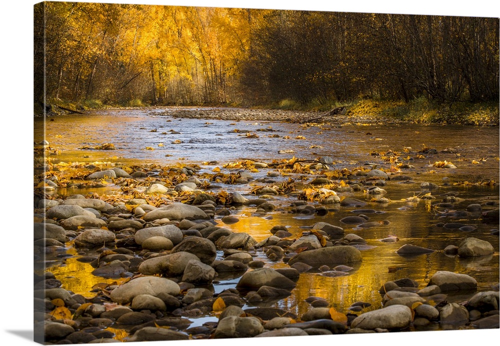 A golden sunrise of fall colors along a small creek bed in British Columbia, Canada.