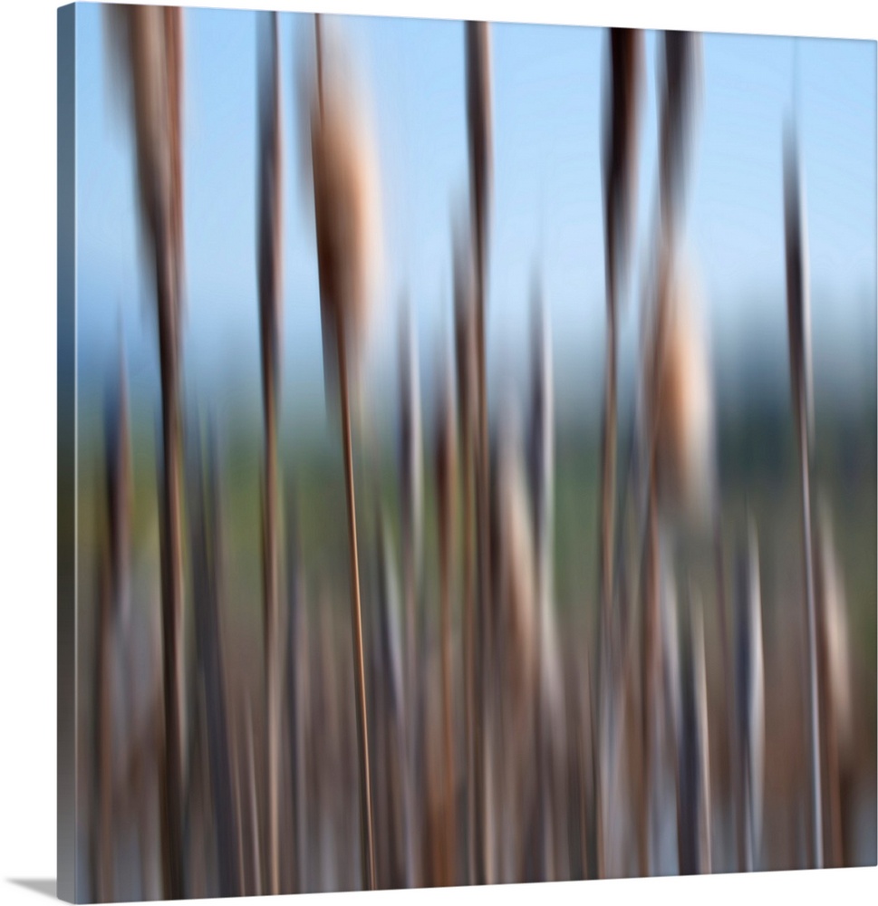 Intentional motion blur in camera created this abstract of cattails along a pond edge.