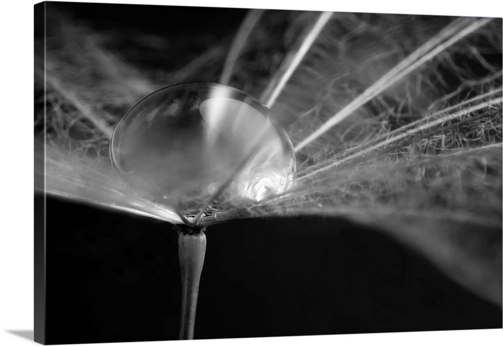 Macro photography of a water drop in a dandelion.