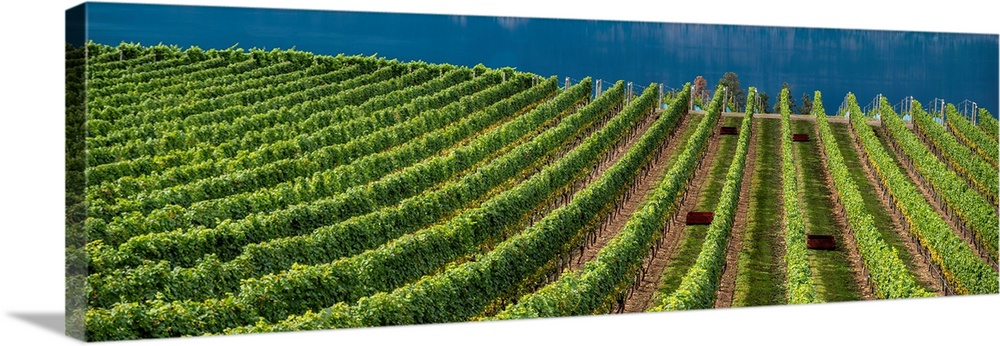 Straight rows of grape vines leading down to Okanagan Lake, Canada.