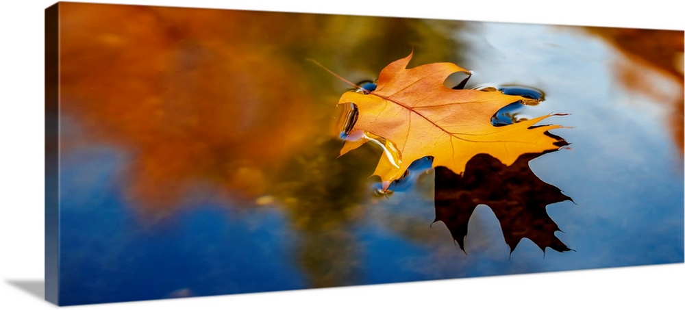 A leaf floating in water reflecting fall colors.