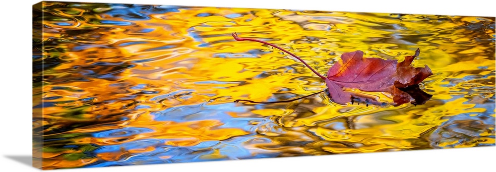 A single leaf floating in a reflections of golden colored trees in a creek.