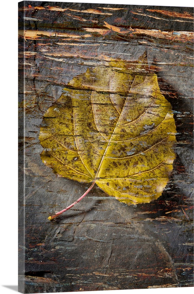 Still life of a leaf with bark like texture superimposed over top.