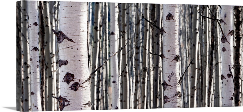 A close up image of a stand of Aspen trees.