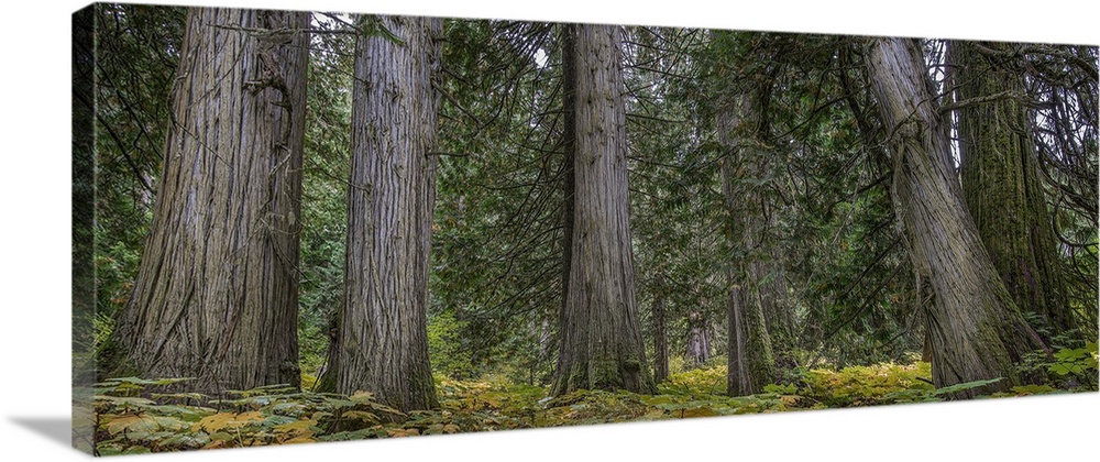 Old growth trees in a lush forest of green in Northern British Columbia, Canada.