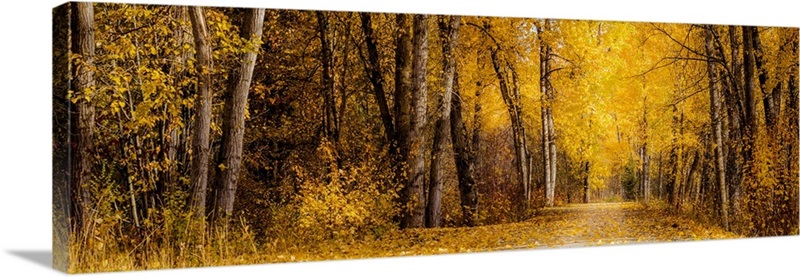 The Golden Path Wall Art, Canvas Prints, Framed Prints, Wall Peels ...