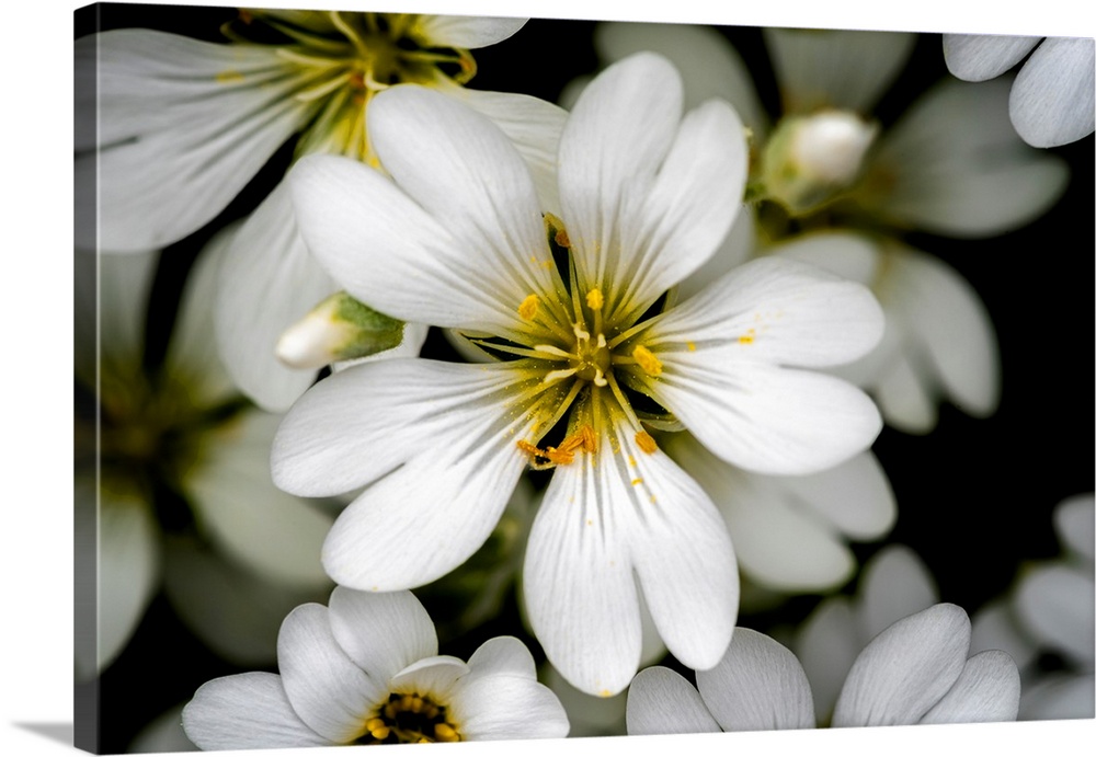 A close up image of a small delicate white garden flower.
