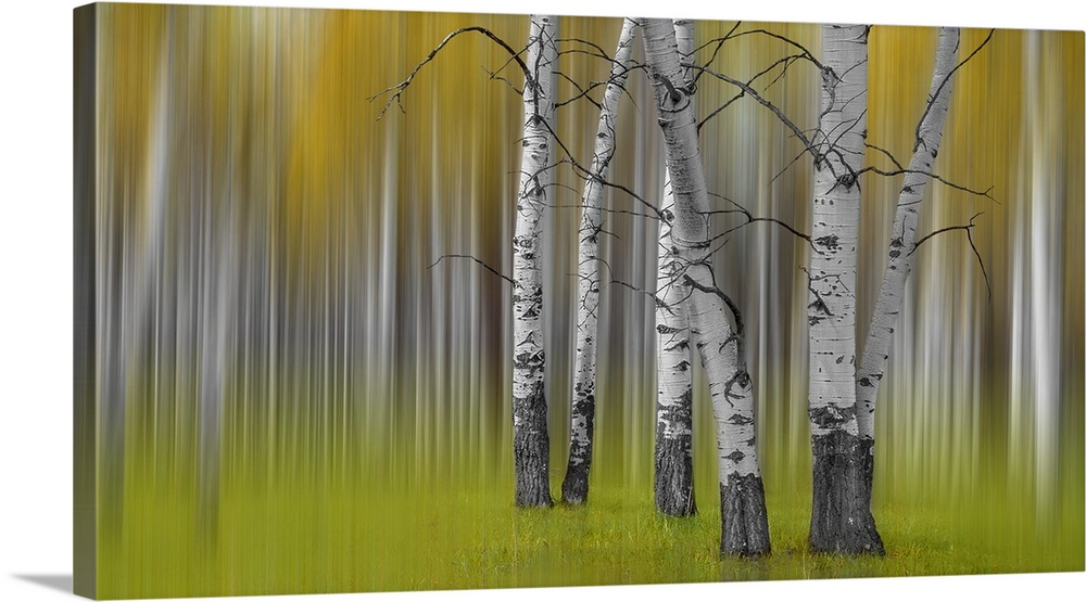 A two image compilation of a stand of fall colored poplar trees creating the sense of motion in an abstract image.