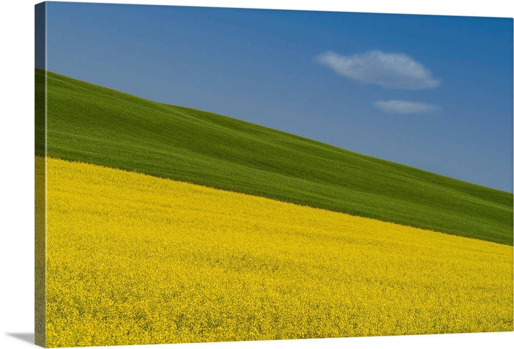 A summer prairie canola field in Central Alberta, Canada with a wandering cloud.
