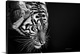 image thumbnail of This scratchboard is the ideal medium to capture the fur of this Majestic Cat who is concentrating on the prey he is about...
