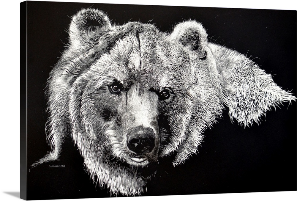 A scratchboard of this huge Grizzly Bear reveals that he has just come out of the river by the matting of his wet fur. Lar...