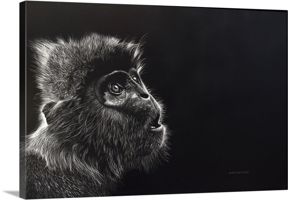 The eyes of this monkey just looking up in such an innocent impression. The details of this scratchboard show the strength...