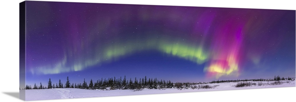 150 Degree Panorama Of An Aurora In Deep Twilight, Churchill, Manitoba, Canada