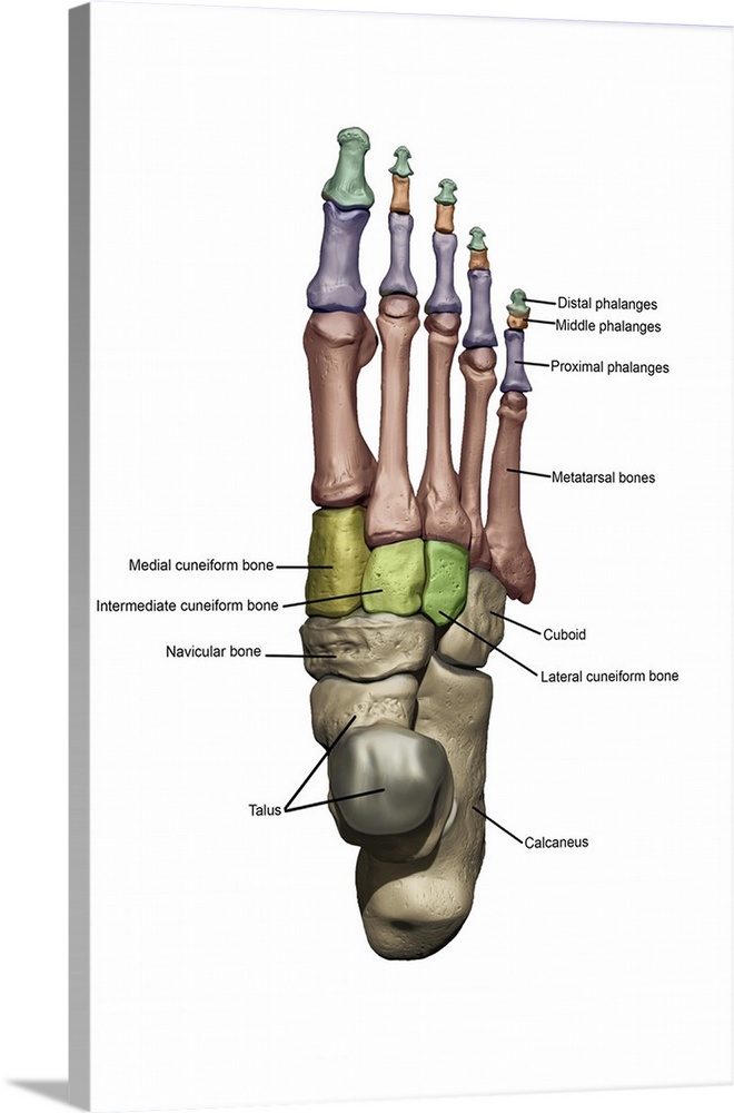 3D model of the foot depicting the dorsal bone structures with annoations.
