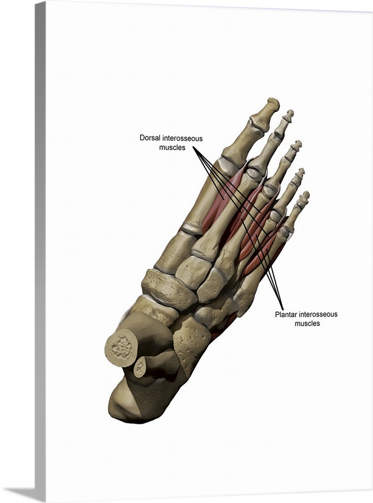3D model of the foot depicting the dorsal deep muscles and bone structures.
