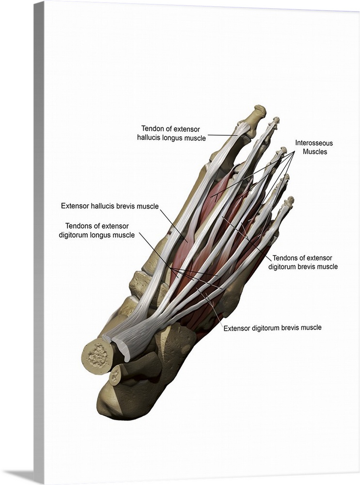 3D model of the foot depicting the dorsal superficial muscles and bone structure.