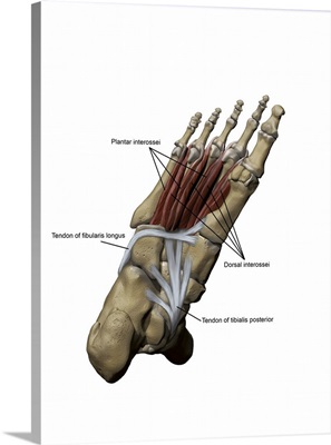 3D model of the foot depicting the plantar deep muscles and bone structures