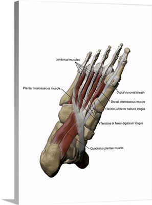 3D model of the foot depicting the plantar intermediate muscles and bone structures