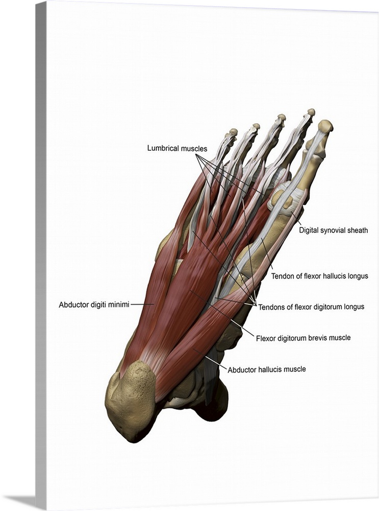 3D model of the foot depicting the plantar superficial muscles and bone structures.
