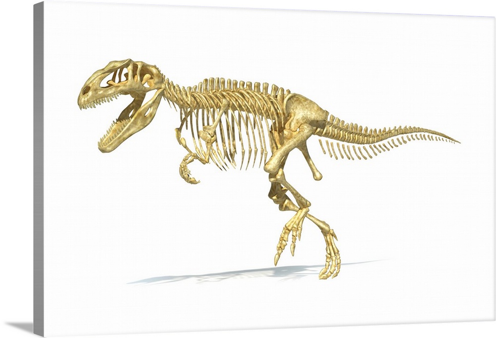 3D rendering of a Giganotosaurus dinosaur skeleton.