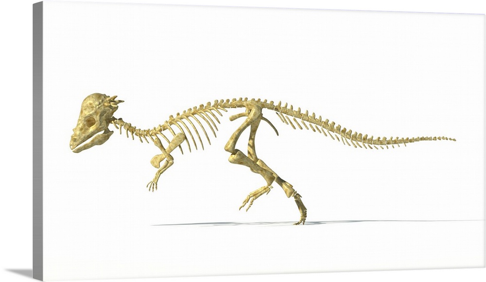 3D rendering of a Pachycephalosaurus dinosaur skeleton.